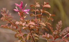 Indigofera langebergensis