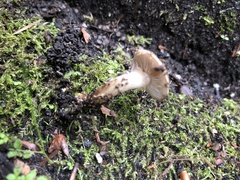 Fungi
