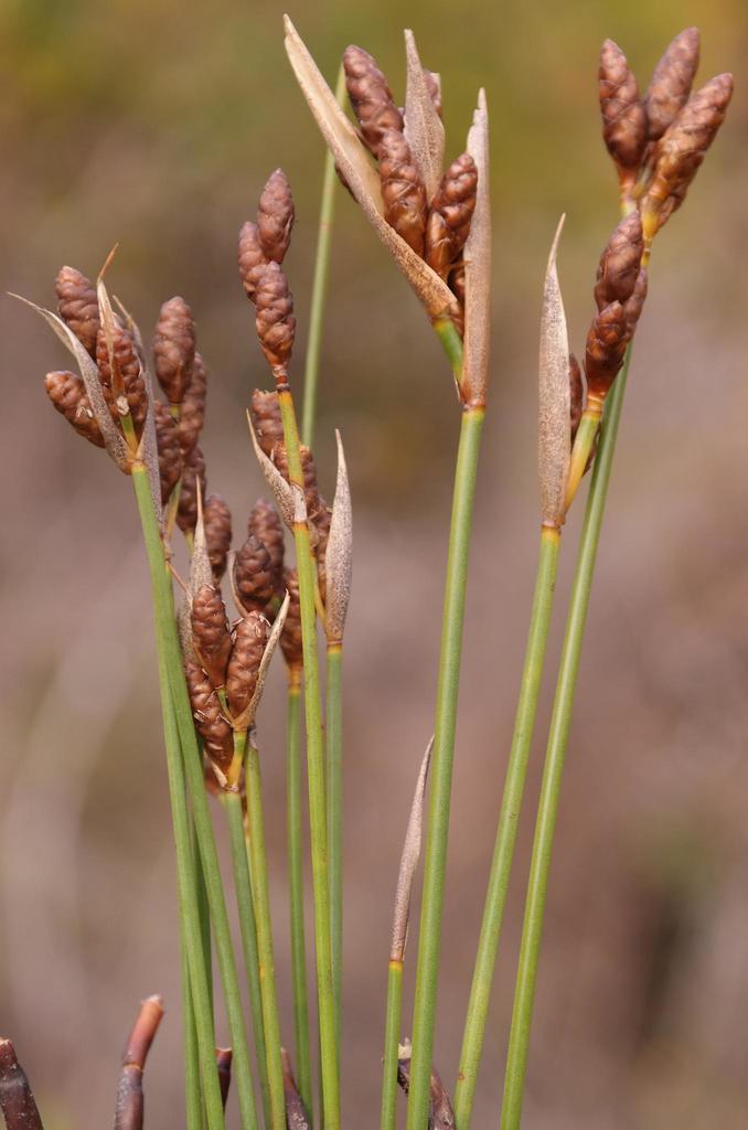 Langeberg Conereed