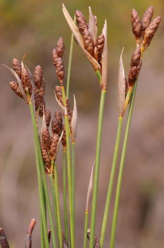 Langeberg Conereed (Nevillea vlokii)