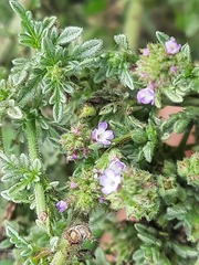 Verbena supina