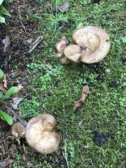 Fungi