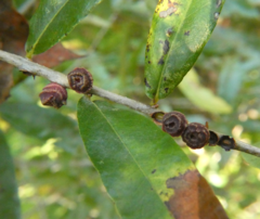 Kokkocynips difficilis