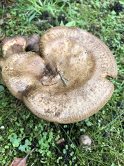Fungi