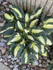Hosta