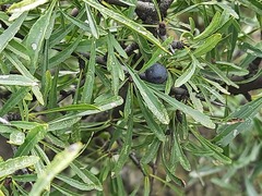 Rhamnus erythroxyloides
