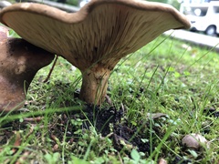 Fungi