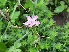 Dianthus bicolor