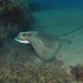 Common Eagle Ray - Photo (c) jome jome, some rights reserved (CC BY-NC-ND)