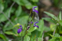 Brillantaisia lamium