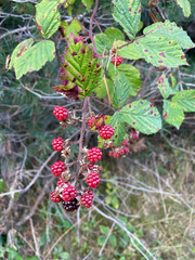 Rubus