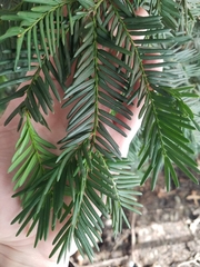 Taxus