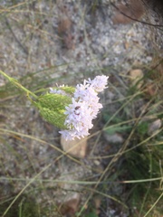 Pseudoselago serrata