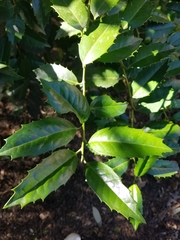 Ilex opaca