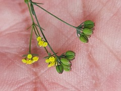 Bupleurum exaltatum