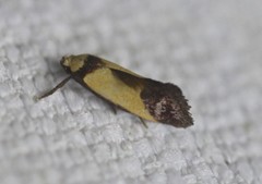 Crepidosceles timalphes