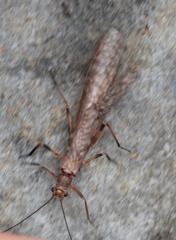 Gripopterygidae