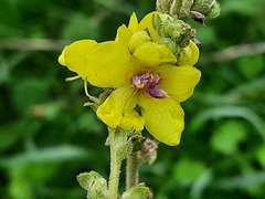 Verbascum chaixii