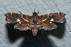 Undulambia polystichalis