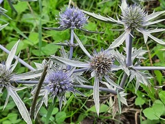 Eryngium caeruleum