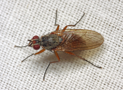 Mycophaga testacea