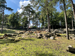 Pinus