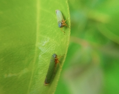 Versigonalia vermiculata
