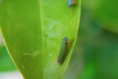 Versigonalia vermiculata