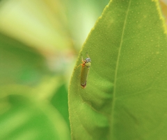 Versigonalia vermiculata
