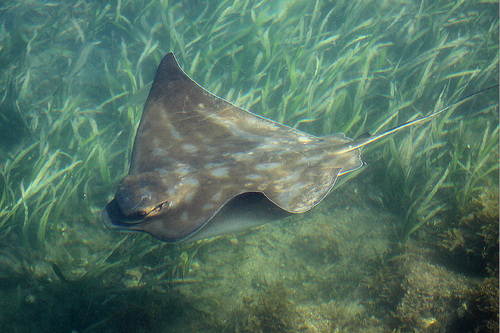 Southern Eagle Ray, photo 7 of 9