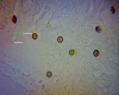Hypocrea sulfurella image