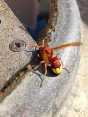 Vespa orientalis