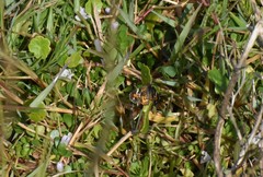 Phyciodes phaon phaon