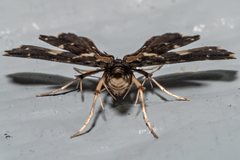 Undulambia polystichalis