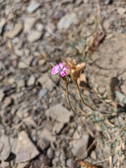 Dianthus humilis