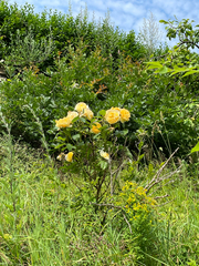Rosa