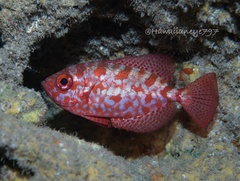 Heteropriacanthus