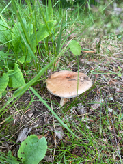 Fungi