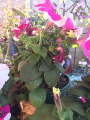 Petunia