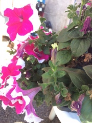 Petunia