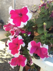 Petunia