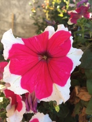 Petunia
