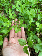 Vaccinium myrtillus