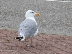 Larus argentatus