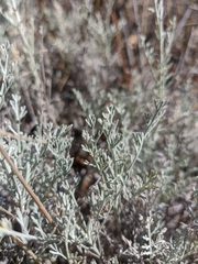 Artemisia taurica