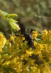 Myzinum obscurum