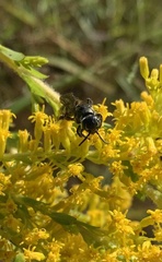 Myzinum obscurum
