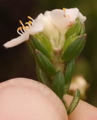 Lachnaea sociorum
