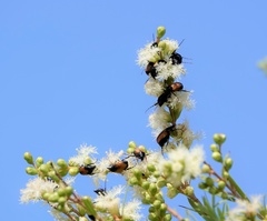 Phyllotocus navicularis