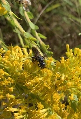 Myzinum obscurum